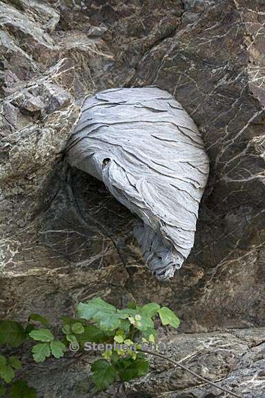 wasp nest 1 graphic